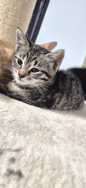 3 Kitten suchen ein Zuhause   