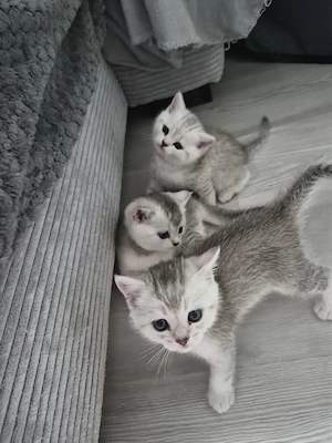 Reinrassige BKH kitten 