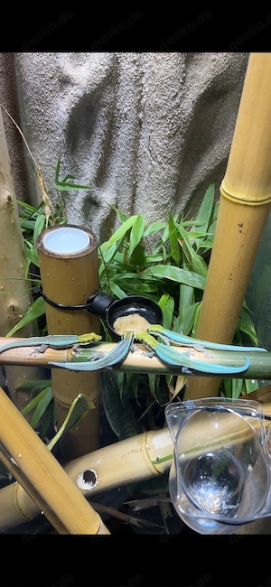 Adulte Phelsuma Klemmeri 0.0.5 Bild 2