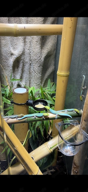 Adulte Phelsuma Klemmeri 0.0.5 Bild 3