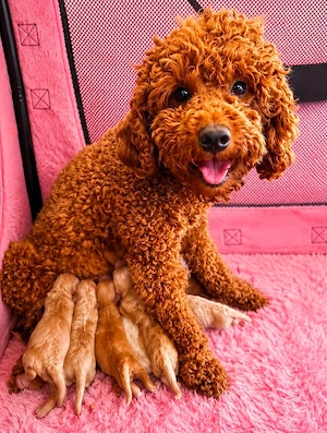 reinrassige Zwergpudel ähnl. Maltipoo Cavapoo Toypudel Pudel