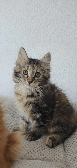 Kurilian Bobtail Kitten Katzenbaby mit Stammbaum 