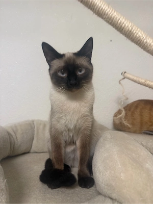 Siam Katze Nala 1 jahr alt in Liebevolle Hände abzugeben 