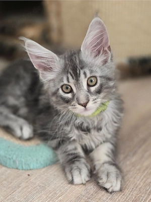 Reinrassige Maine Coon Kitten 