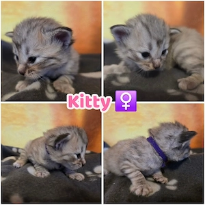 Norwegische Waldkatzen Kitten reinrassig mit Stammbaum 