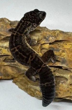 Wunderschönes "Black-Night Nature" Leopardgecko Weibchen 0.1, 1,5 Jahre 