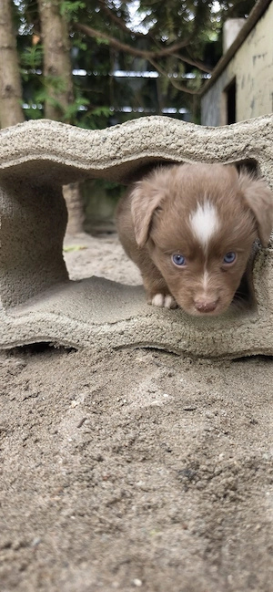 Mini Australian shepherd  Bild 5