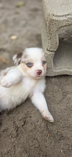 Mini Australian shepherd  Bild 4