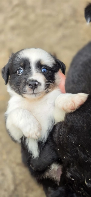 Mini Australian shepherd  Bild 3