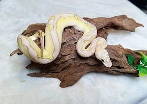 0.1 Lesser Pastel Clown NZ 26 