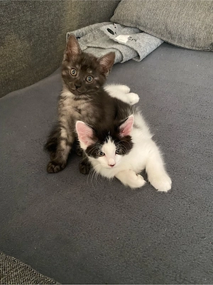 Maine Coon Mix