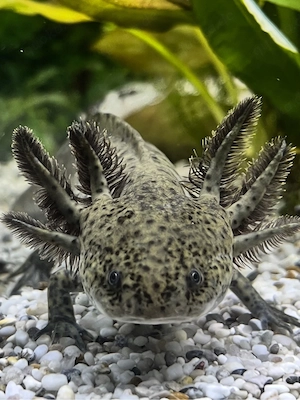 Axolotl Wildfarben 19cm Ambystoma Mexicanum