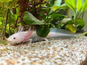Axolotl verschiedene Farben Ambystoma Mexicanum