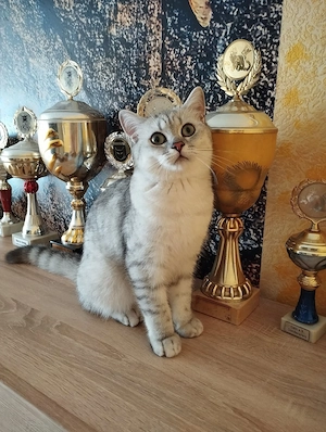 Robbin und Dusty von der Rosenallee, zwei Brüder in black silver tabby suchen Dich