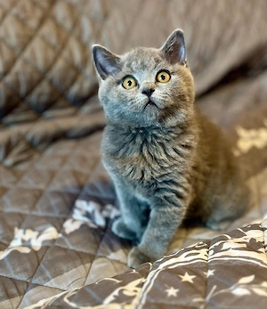 Reinrassige BKH KITTEN abholbereit 