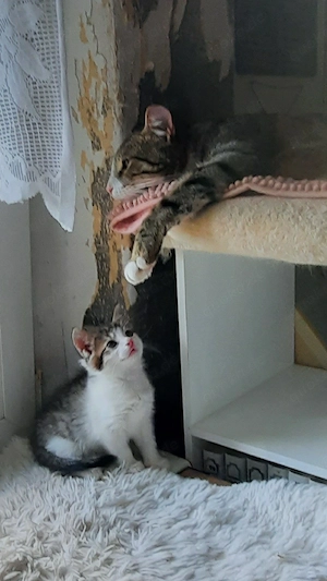 Maincoon Bengal Mix Kätzchen abzugeben