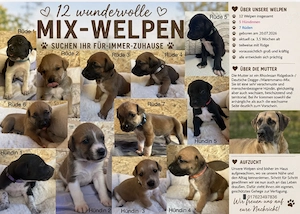 Mix Welpen in liebevolle Hände abzugeben 