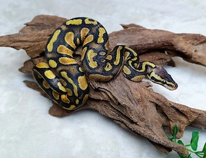 1.0 Stranger Pastel Het Clown NZ 26 