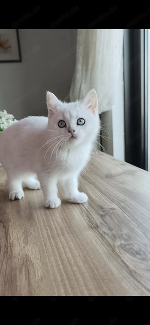 Wunderschöne reinrassige BKH Kitten mit blauen Augen 