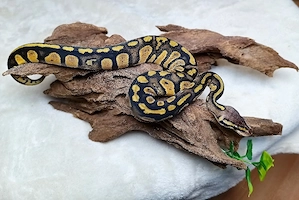 0.1 Stranger Pastel Het Clown NZ 26 