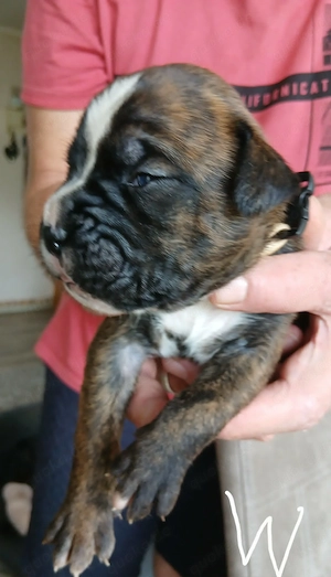 Boxer Welpen reinrassig, sooo knuffig Bild 2