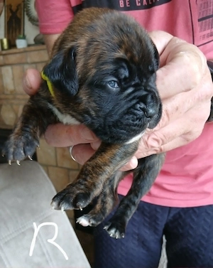 Boxer Welpen reinrassig, sooo knuffig Bild 3