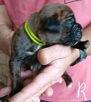 Boxer Welpen reinrassig, sooo knuffig Bild 4