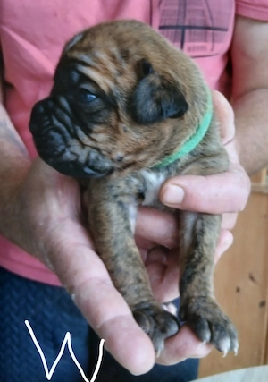 Boxer Welpen reinrassig, sooo knuffig Bild 5