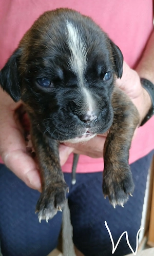 Boxer Welpen reinrassig, sooo knuffig Bild 7