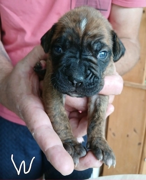 Boxer Welpen reinrassig, sooo knuffig Bild 6
