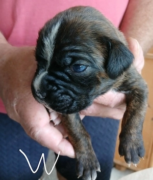 Boxer Welpen reinrassig, sooo knuffig Bild 8