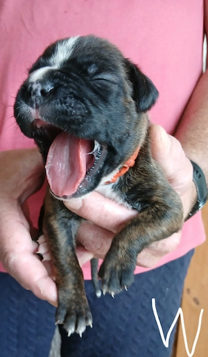 Boxer Welpen reinrassig, sooo knuffig Bild 9