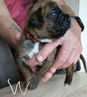Boxer Welpen reinrassig, sooo knuffig Bild 10