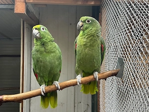 Mülleramazonen
