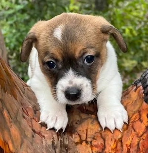 Jack-Russell-Welpen suchen ein neues Zuhause.
