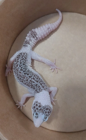 Leopardgecko Weibchen  Bild 4
