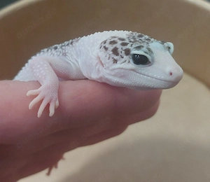 Leopardgecko Weibchen 