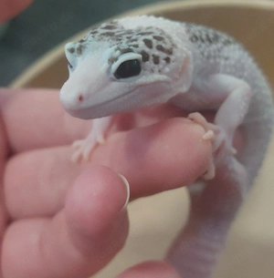 Leopardgecko Weibchen  Bild 2