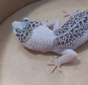 Leopardgecko Weibchen  Bild 3