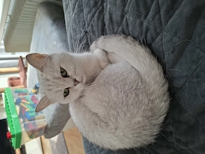 Süsse BKH Katze zu verkaufen Bild 2
