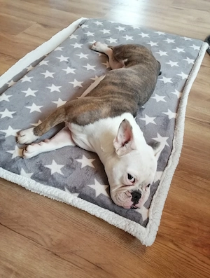 Buffy sucht neues liebevolles Zuhause