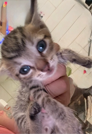 babykatzen Bild 3