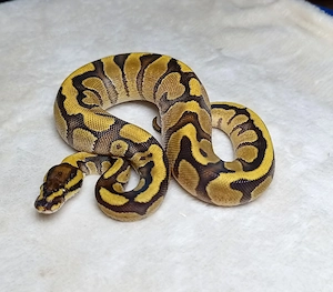 0.1 Fire Enchi Quake pos Black Lace NZ 26