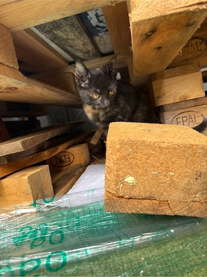 4 Monate altes katzen baby abzugeben  Bild 3