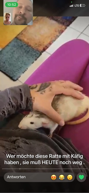 zahme hasky Ratte