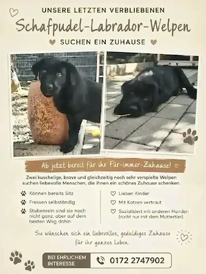 schafpudel -labradorwelpen