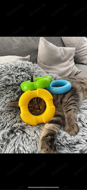 Mimi & Charlie suchen gemeinsam ein neues Zuhause    Bild 4