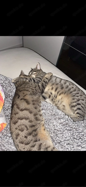 Mimi & Charlie suchen gemeinsam ein neues Zuhause    Bild 5