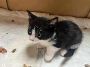 Katzenbaby schwarz-weiß Bild 3
