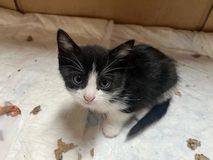 Katzenbaby schwarz-weiß Bild 2